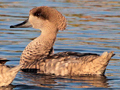 Marbled Duck